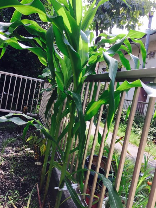 rblog-20150713123337-04.jpg