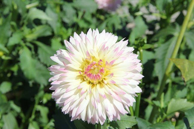 川西ダリア園のダリア 季節の花 昼顔のつぶやき 楽天ブログ