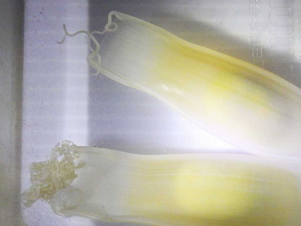 ハナカケトラザメ（Scyliorhinus canicula）の卵1