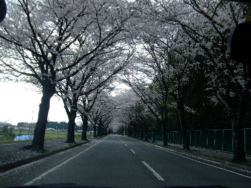 さくら並木道１