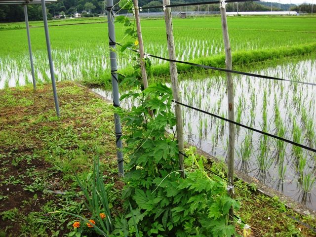 ゴーヤに連作障害はあるのか 青パパイヤと家庭菜園日記 楽天ブログ