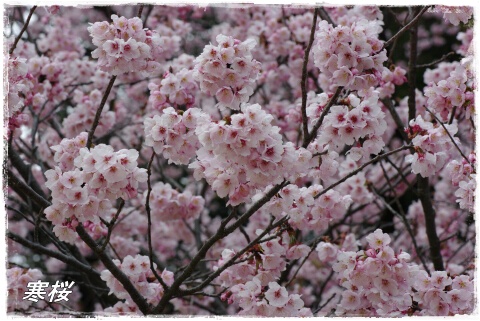 寒桜