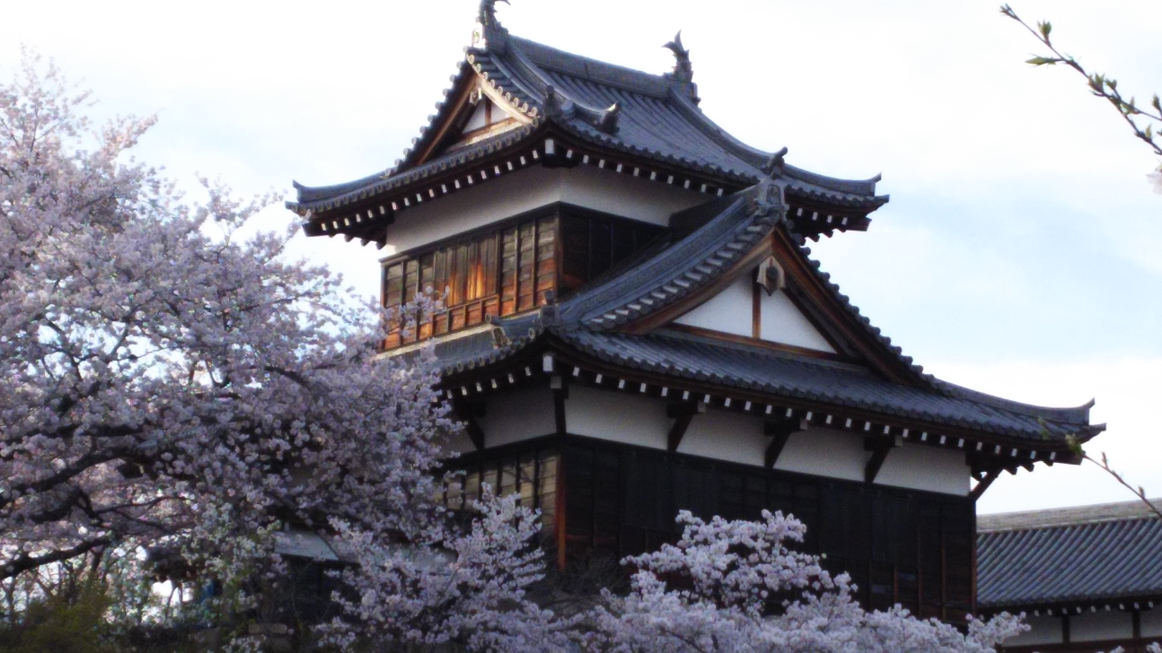 郡山の桜