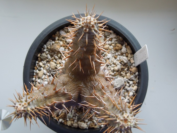 ロスラツム5-4-2