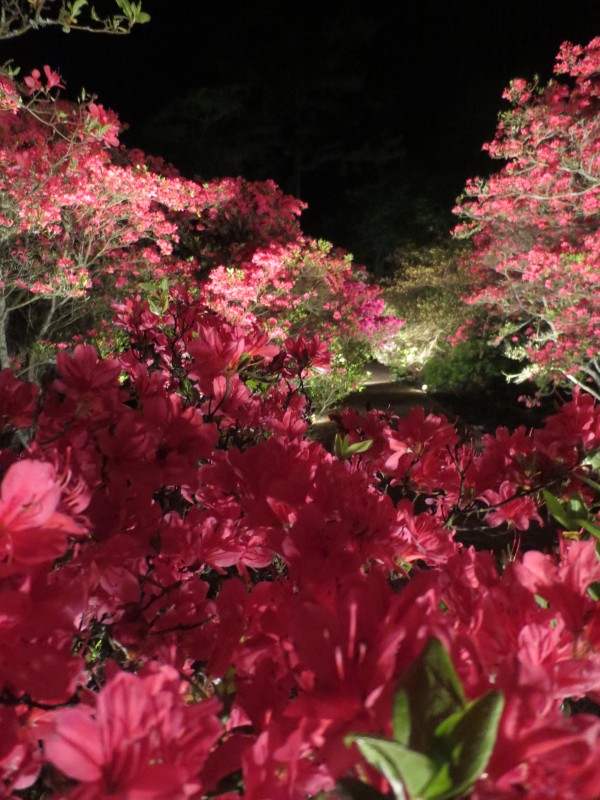 つつじライトアップ