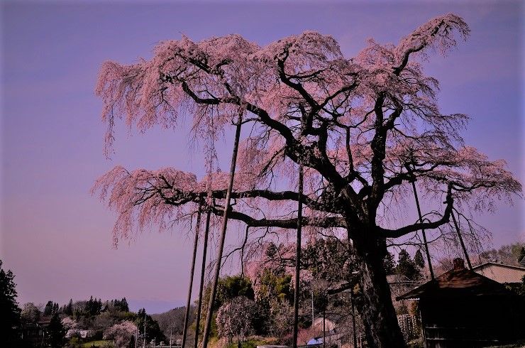 紅枝垂地蔵ザクラ 東北地方の山と花 頑張れ東北 頑張れ日本 楽天ブログ