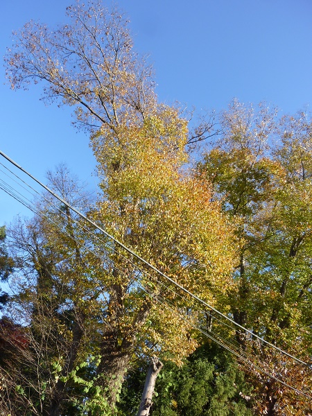 P1070190-001.JPG