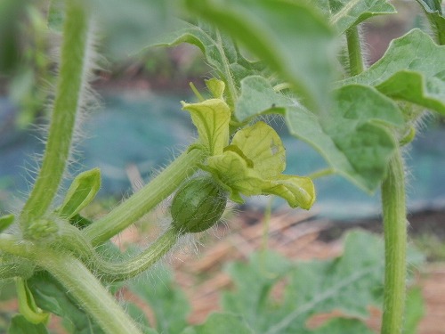 DSCN3518.jpg