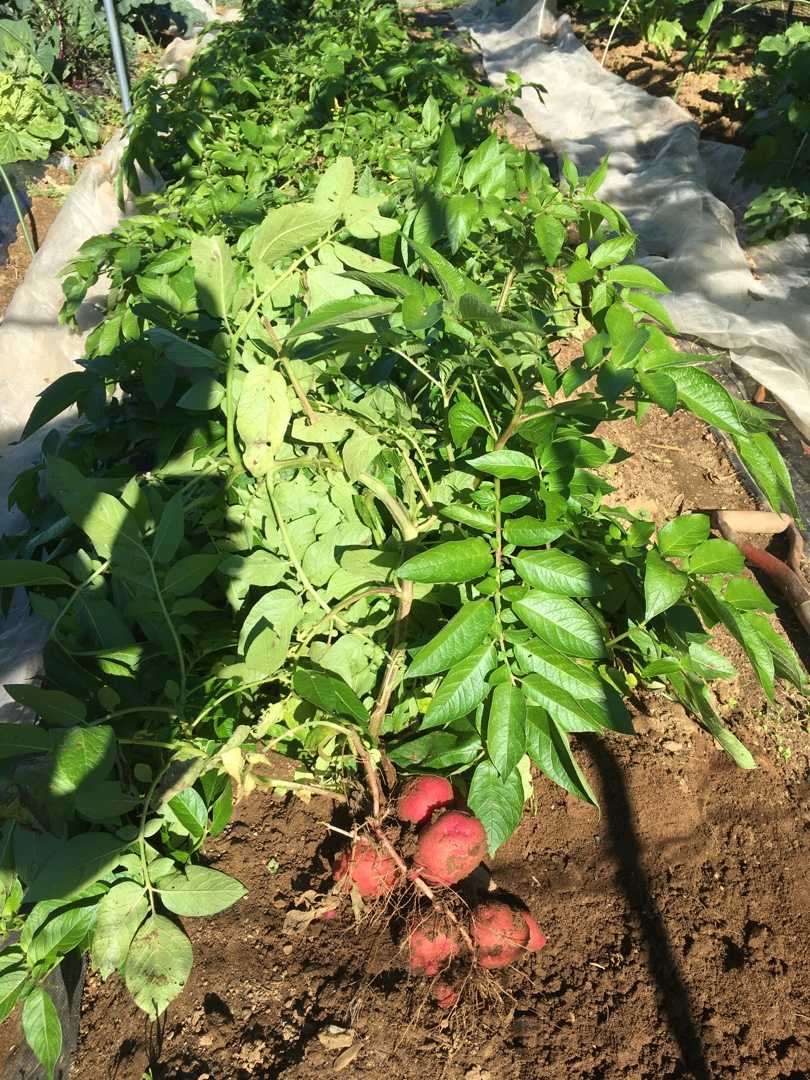 ジャガイモ アンデス の収穫 Futtutyの菜園ブログ 楽天ブログ