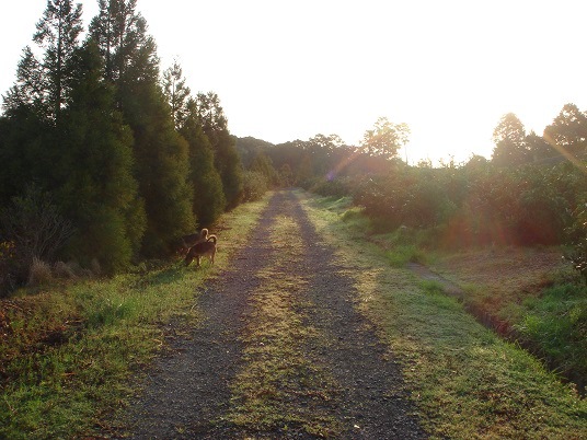 散歩道.jpg