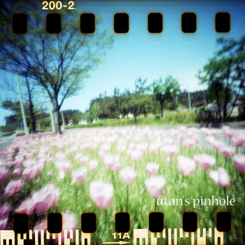tulip1.jpg