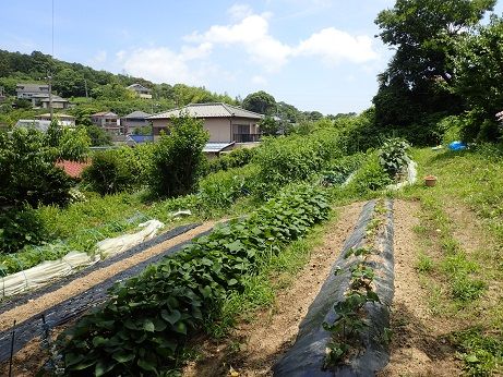 葉山野菜農作記 7月初旬 コンパニオンプランツ 暇人主婦の家庭菜園 楽天ブログ