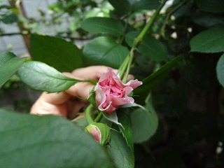 DSC00937.jpg