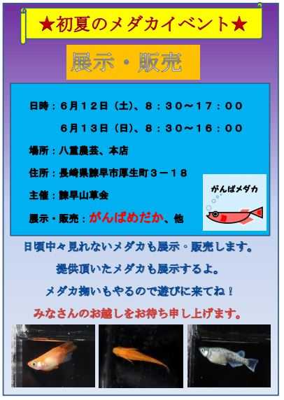 イベント がんばメダカ 長崎わっしょい 楽天ブログ