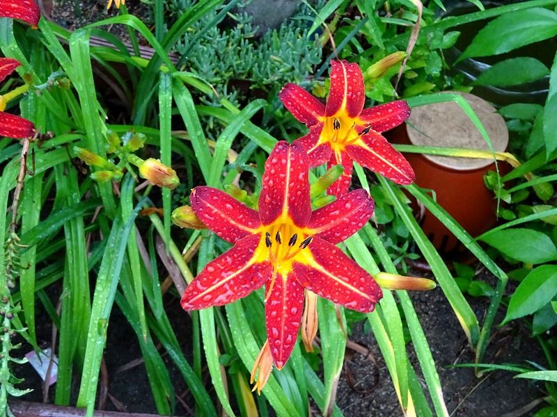 7月4日 今日の一花 その２ ノカンゾウ 野萱草 Gazengamaのブログ 散歩中に出合った花と趣味の陶芸作品 楽天ブログ