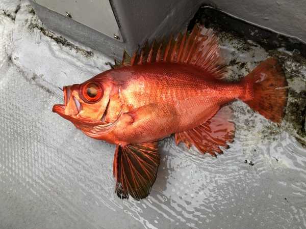洲崎沖のカイワリ五目のはずが スパ郎の旅日記 楽天ブログ