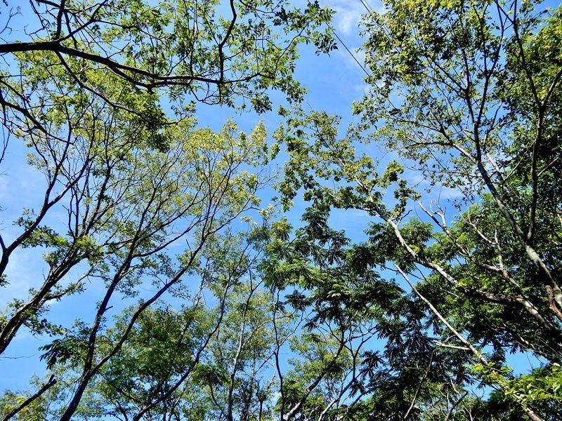 空6