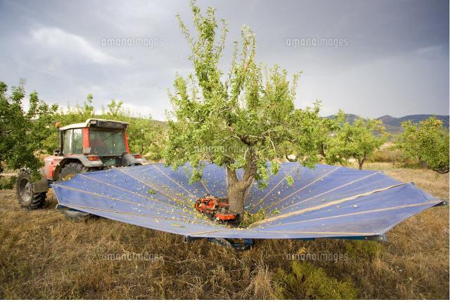 アーモンド収穫機