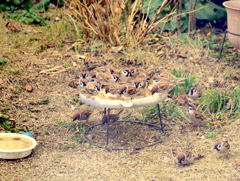 エサ台のスズメ-2