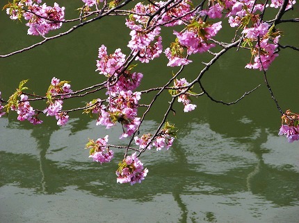 水辺の河津桜4