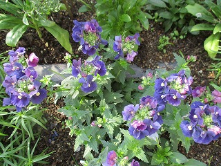 IMG_3165ss.jpg
