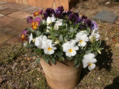 20160317180508寄せ植え２.jpg