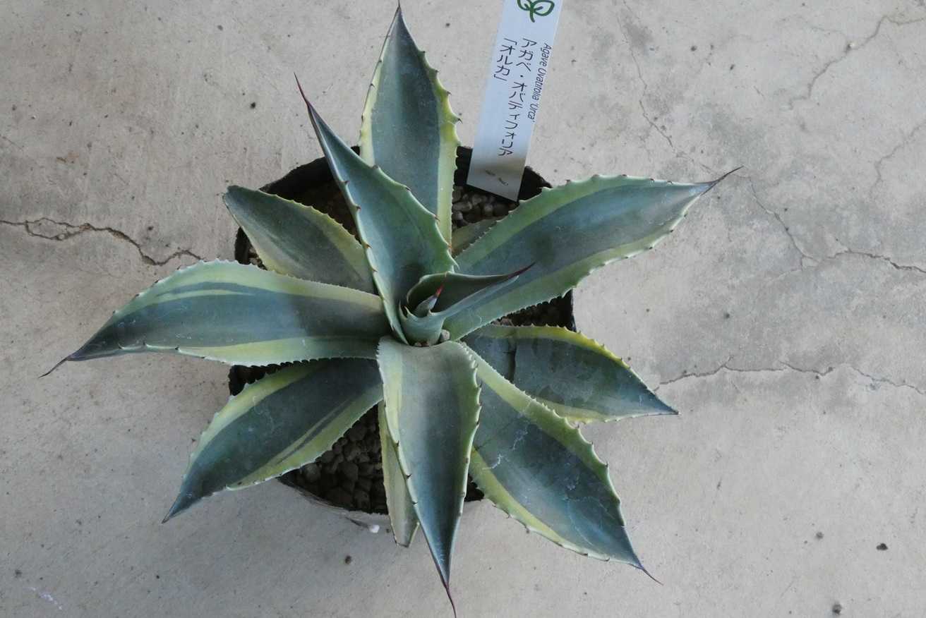 アガベ・オバティフォリア ”オルカ”(Agave ovatifolia orca) | 小平太