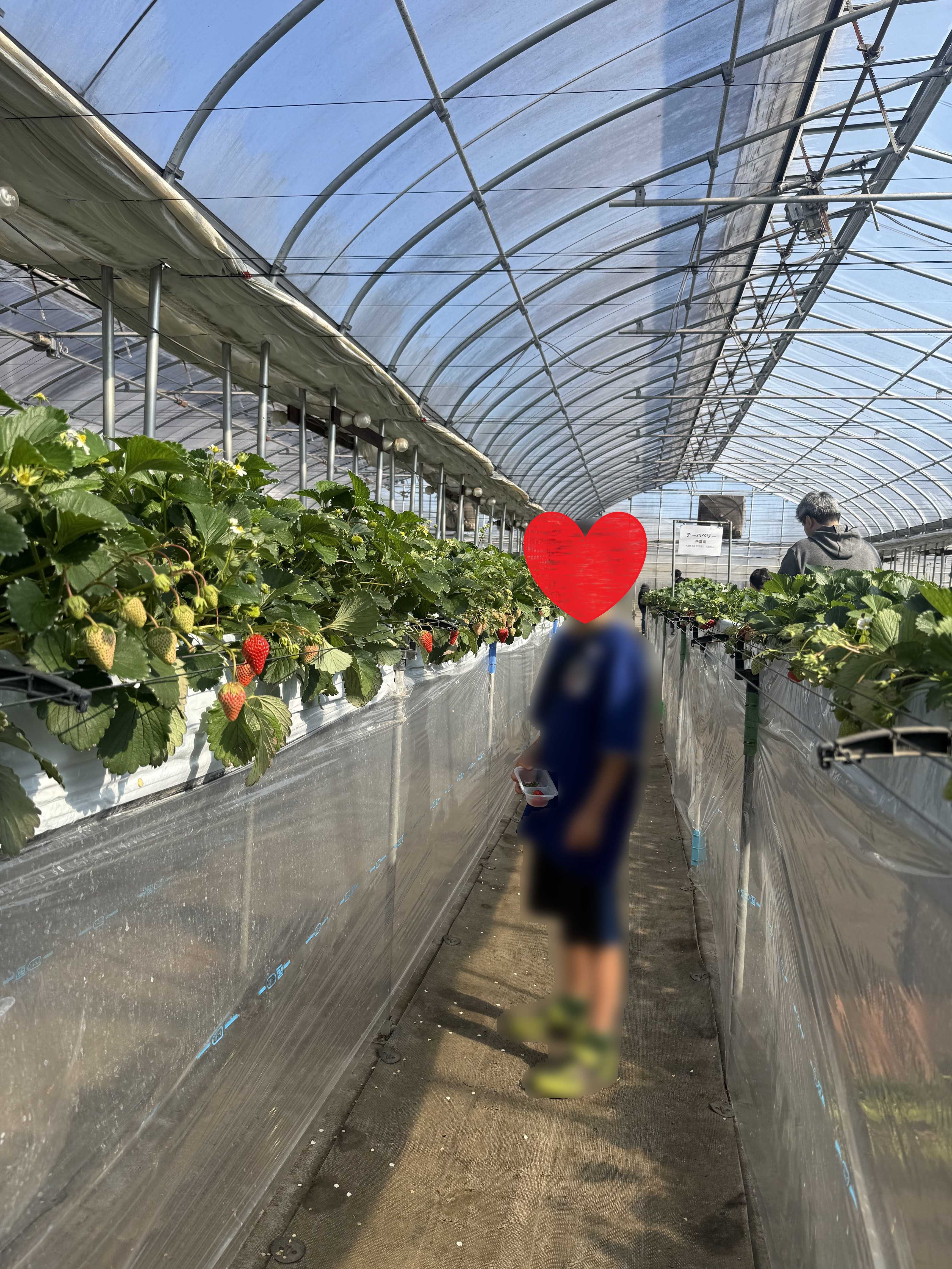 千葉市　ドラゴンファーム　子供といちご狩り