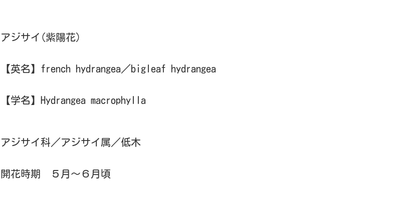 hydrangea