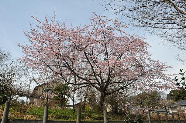 河津桜