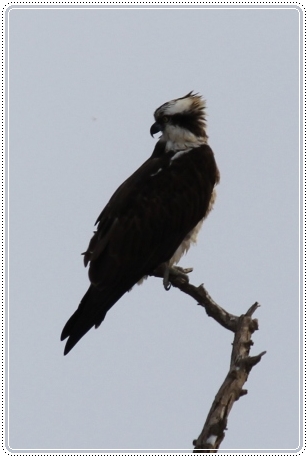 河北潟干拓地-5 ミサゴ-2 13.1.5