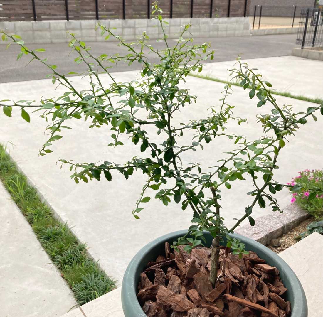 復活 フィンガーライム ラビットアイ系 ブルーベリー栽培記録 楽天ブログ