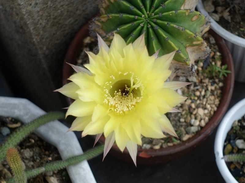 5月25日 今日の一花 その２ サボテン カセイマル 花盛丸 Gazengamaのブログ 散歩中に出合った花と趣味の陶芸作品 楽天ブログ