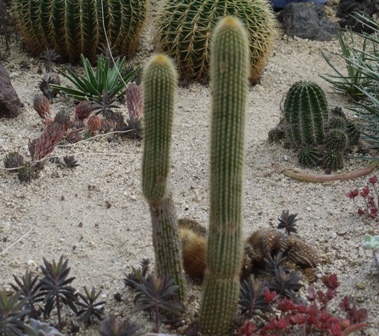 サボテン５