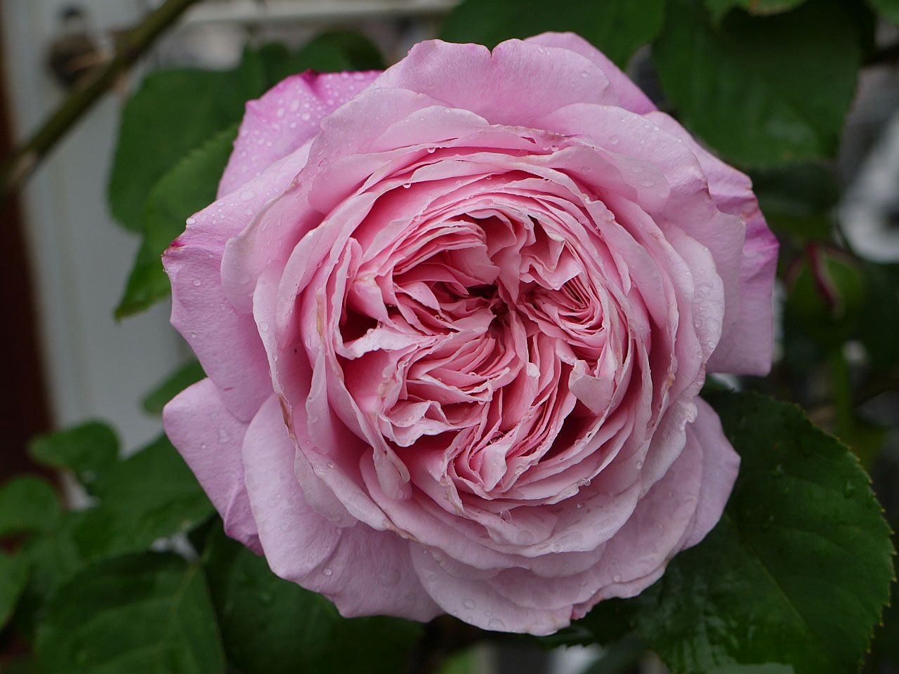 バラの初開花5品種 50 54番目 花弁数が多いミサト みさき バラの美と香りを求めて 楽天ブログ