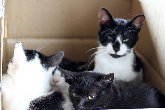 我が家のニャンコ♪2015/3/31-2