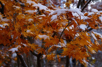白馬の秋2013 025.jpg