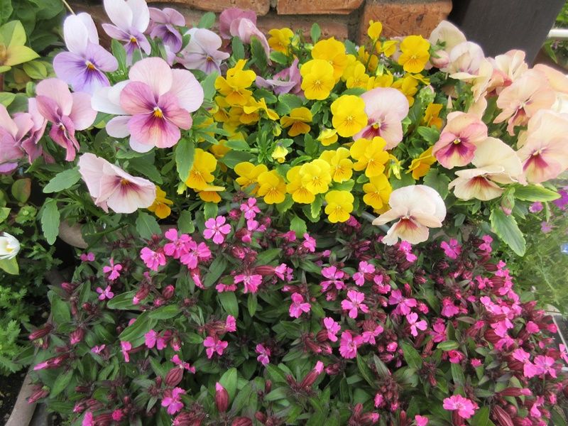 シレネペンジュラが咲く 花を増やすコツ サフィニアとペチュニア 狭い庭を花いっぱいにする育て方 楽天ブログ