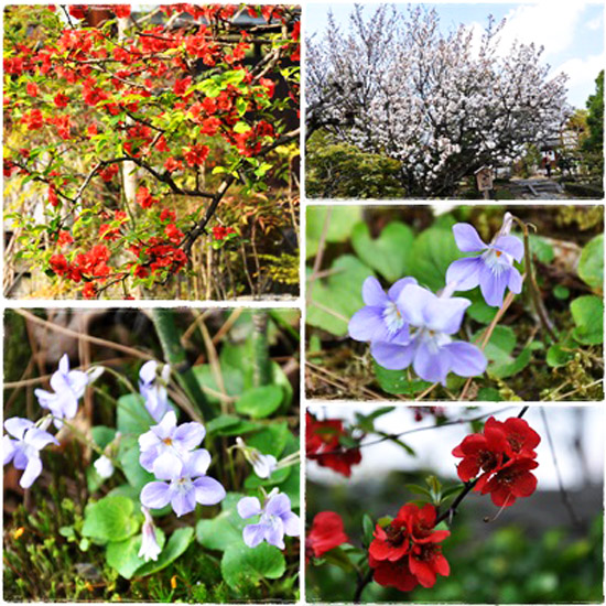 花5枚