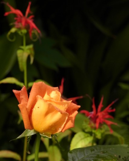 RIMG0532.JPG