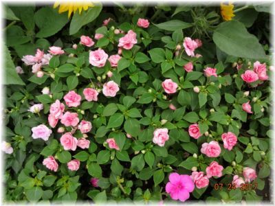 お花のお話 インパチェンスの切り戻しと挿し芽つくり 小さな花宇宙 そして それから 老いふたりの小宇宙 楽天ブログ