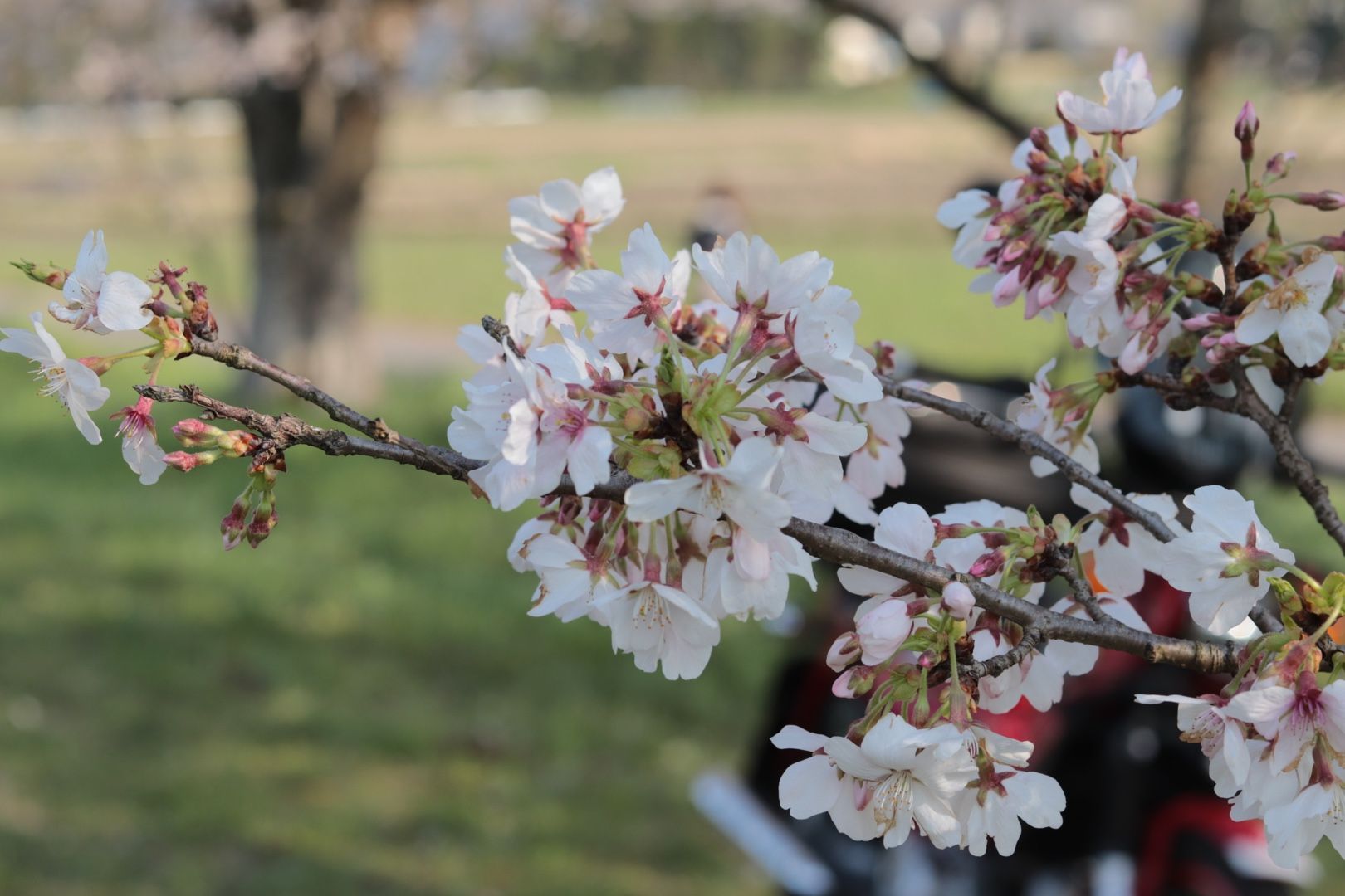 都幾川の桜 よーブロ 楽天ブログ