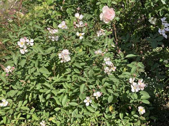 お出かけ スローライフに憧れて 薔薇や野菜を育てながら 楽天ブログ