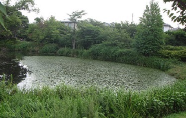 沼４.jpg