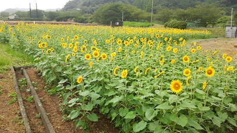 ひまわり畑