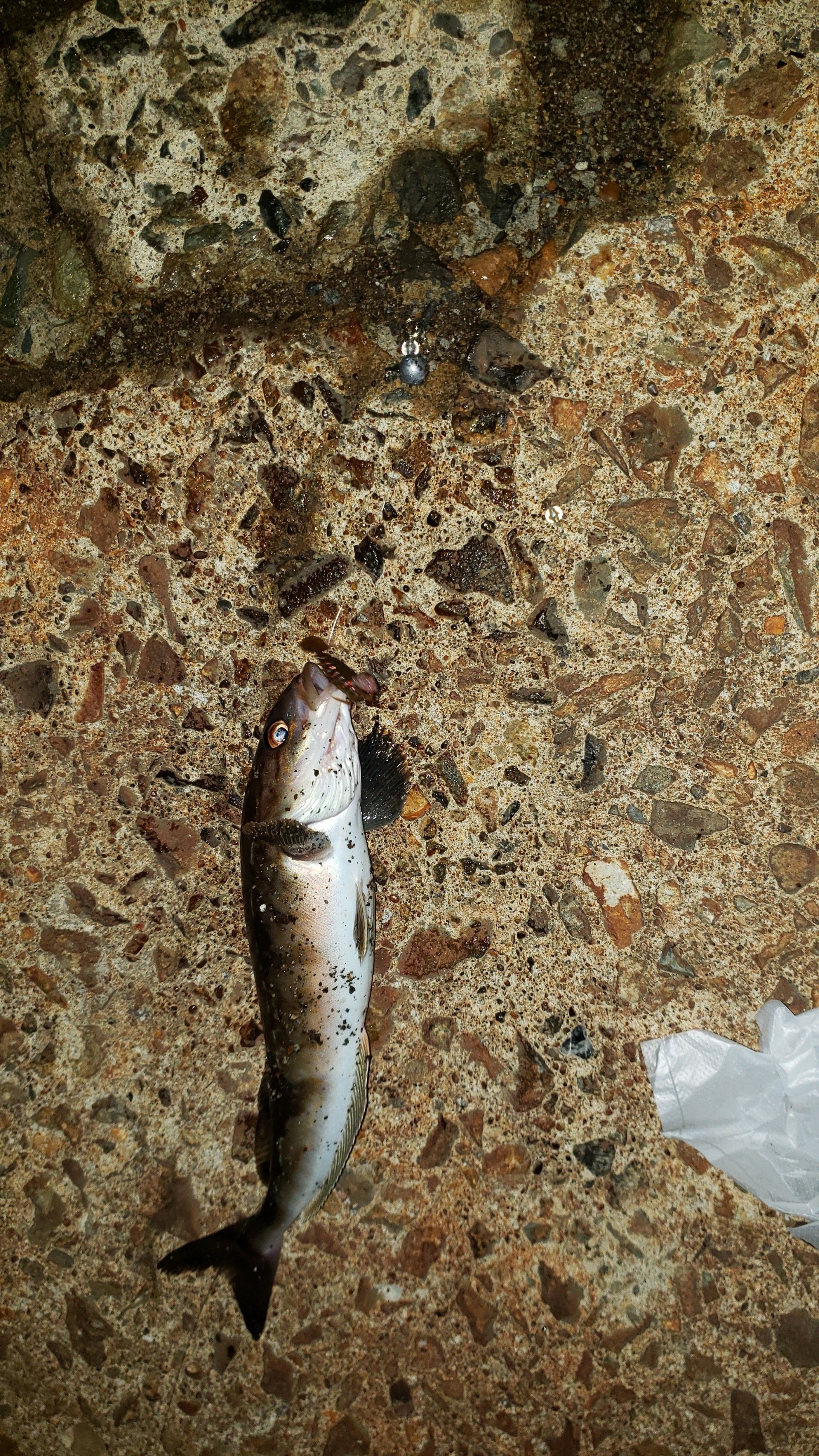 2ページ目の 釣り ごっこまの釣り 楽天ブログ