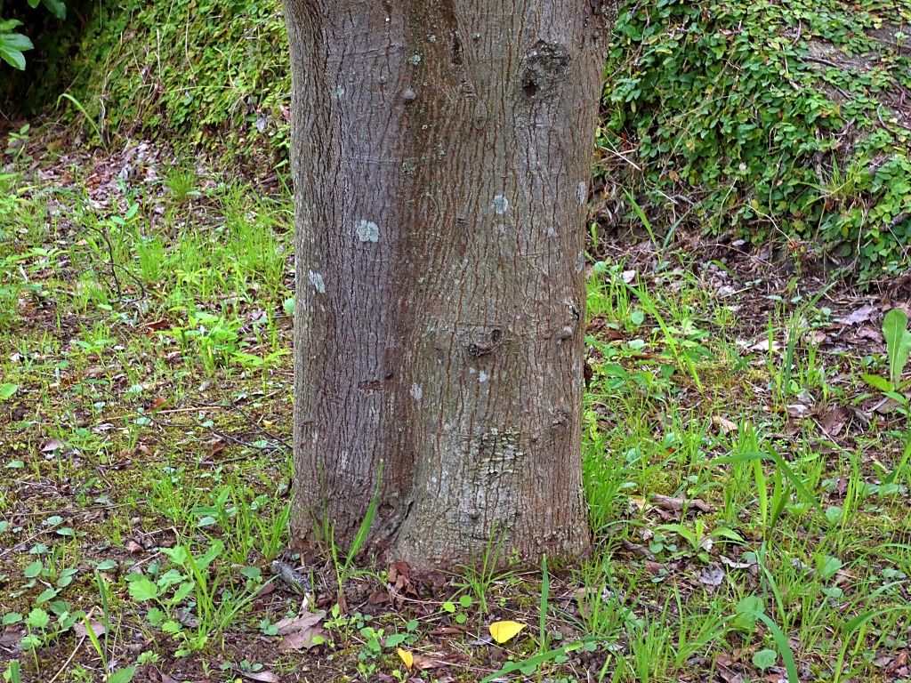 ムクノキを観る く ちゃんの自然観察記 楽天ブログ