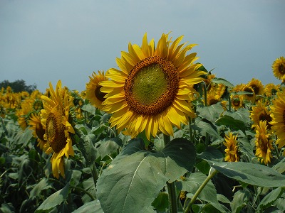 20140726ひまわり