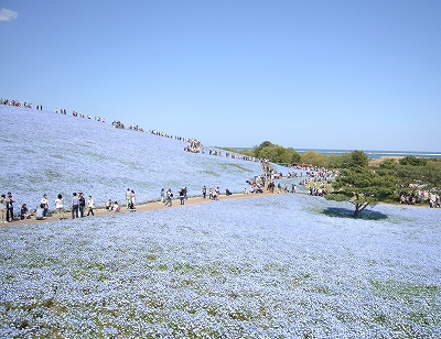 ひたち海浜公園