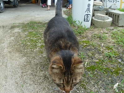 しんでれら茶房